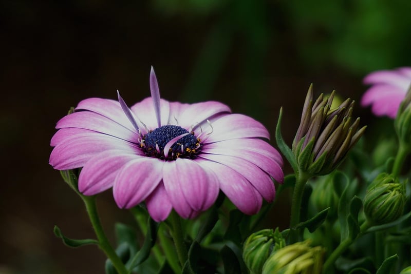 Botanical Gardens